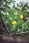 软枝黄蝉