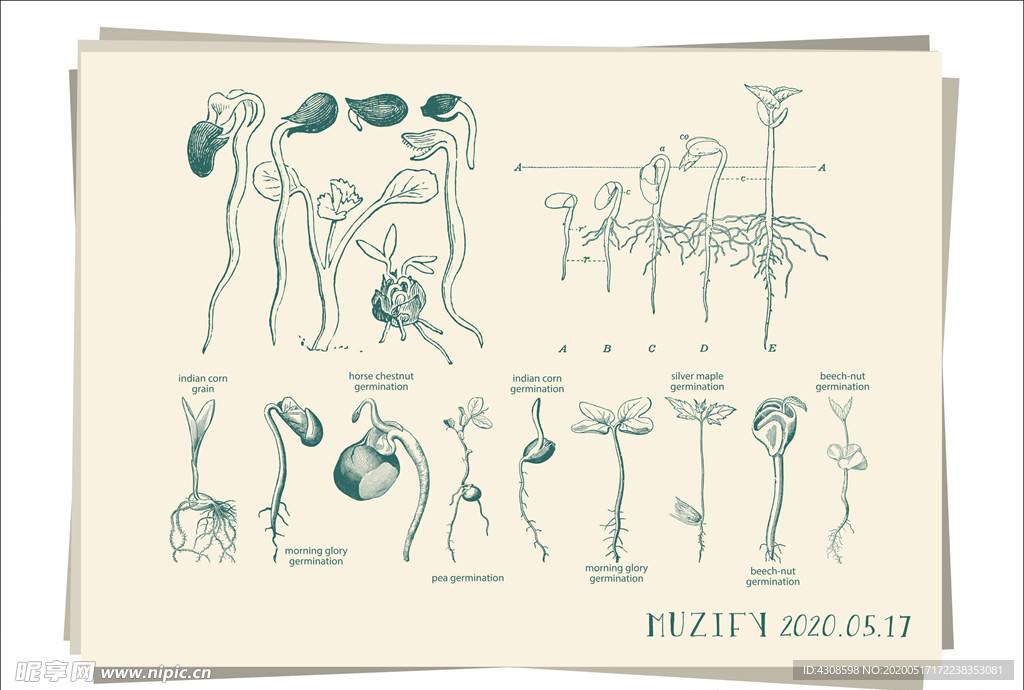 豆芽植物生长图鉴