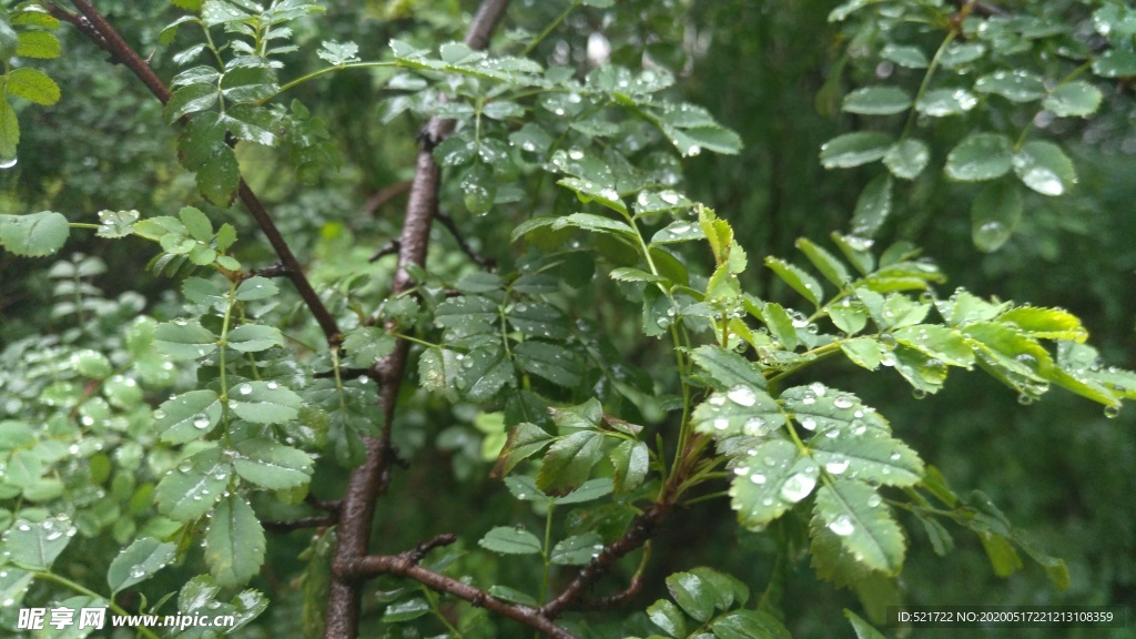 雨后 树叶