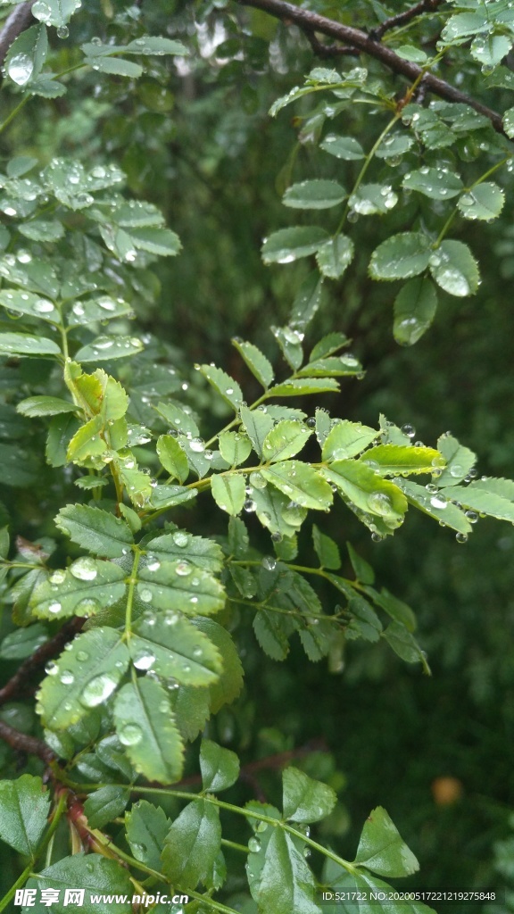 雨后 树叶