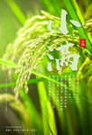 小满