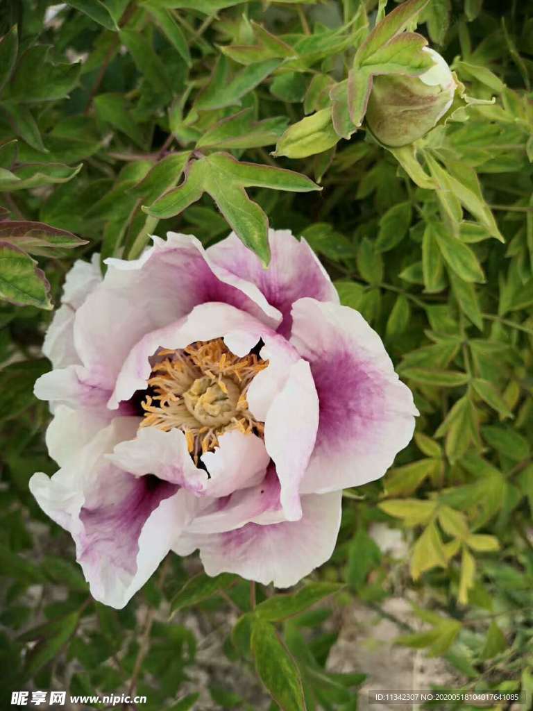 鲜花
