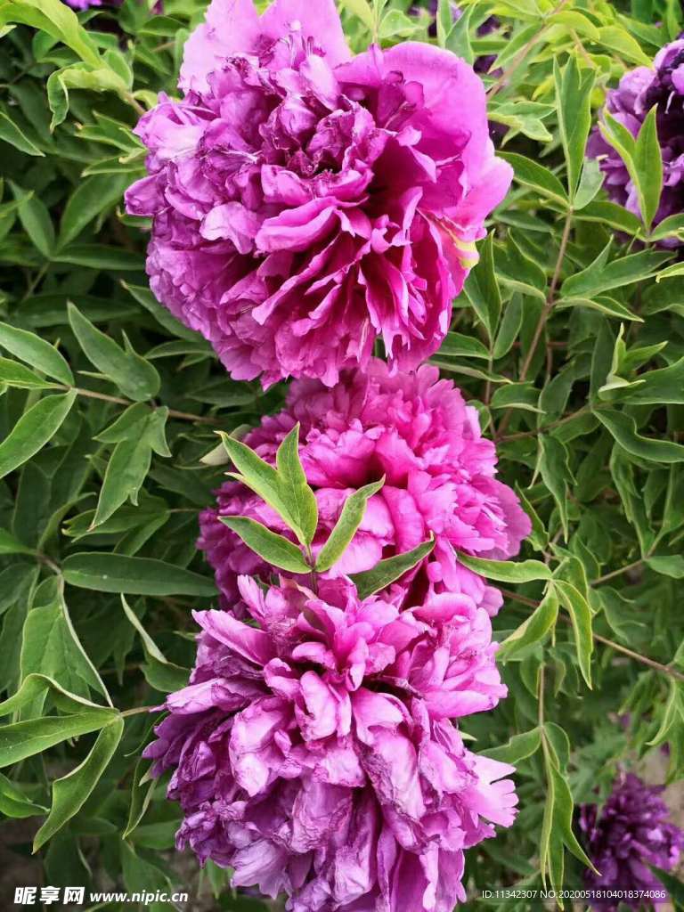 鲜花