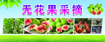 无花果