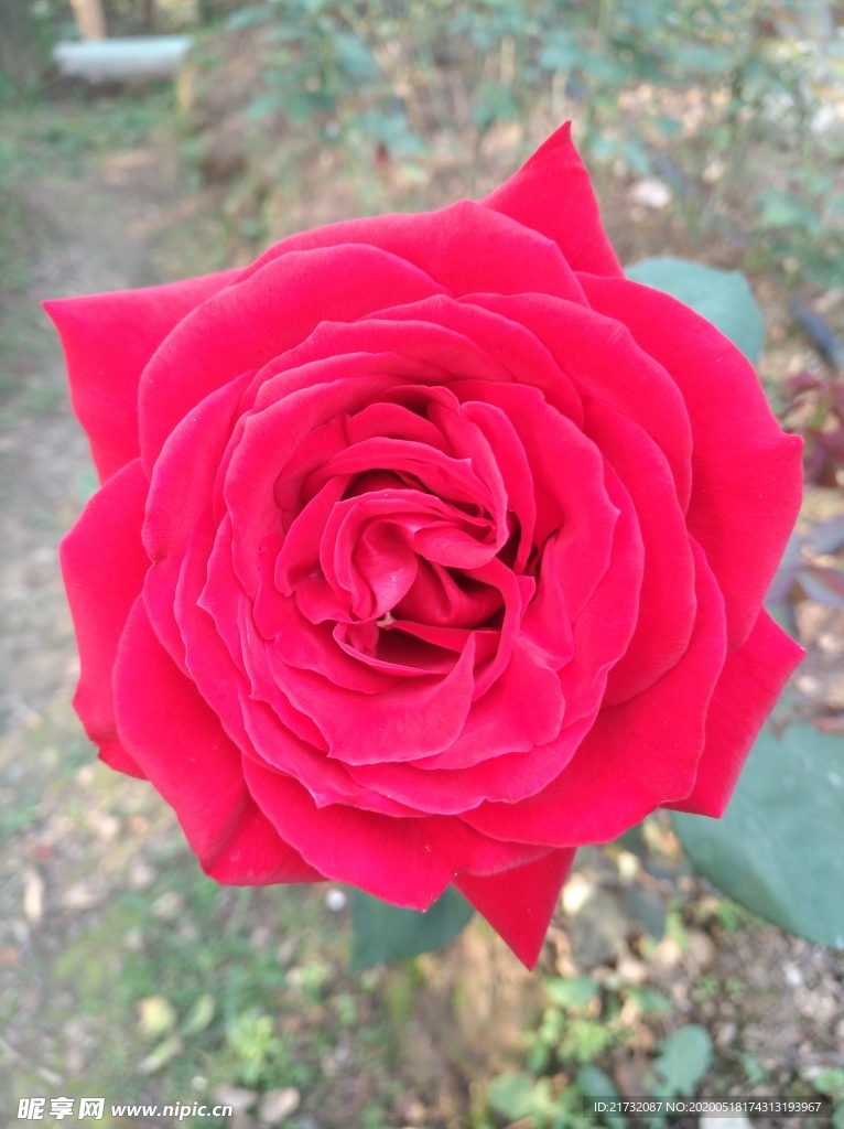 盛开的红色玫瑰