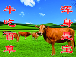 黄牛