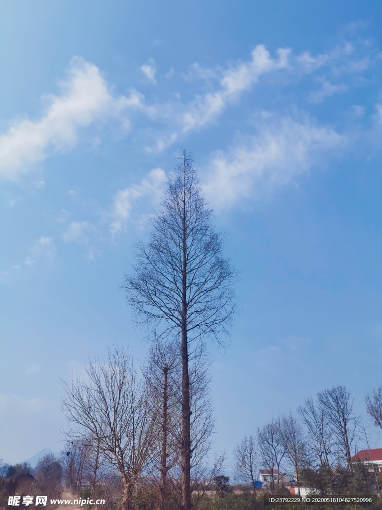 蓝色天空风景树