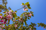 日本晚樱 花