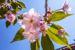 日本晚樱 花