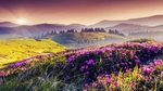 夏季 山花