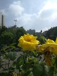 黄玫瑰