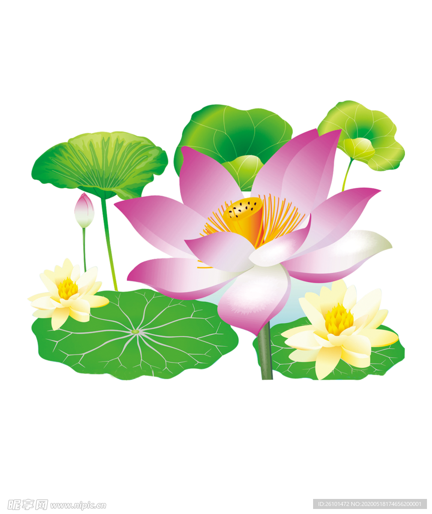 荷花