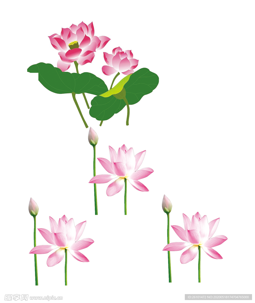 荷花