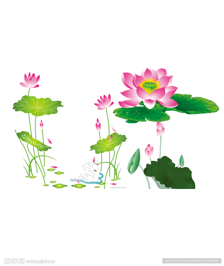 荷花