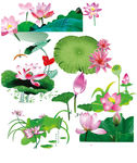荷花