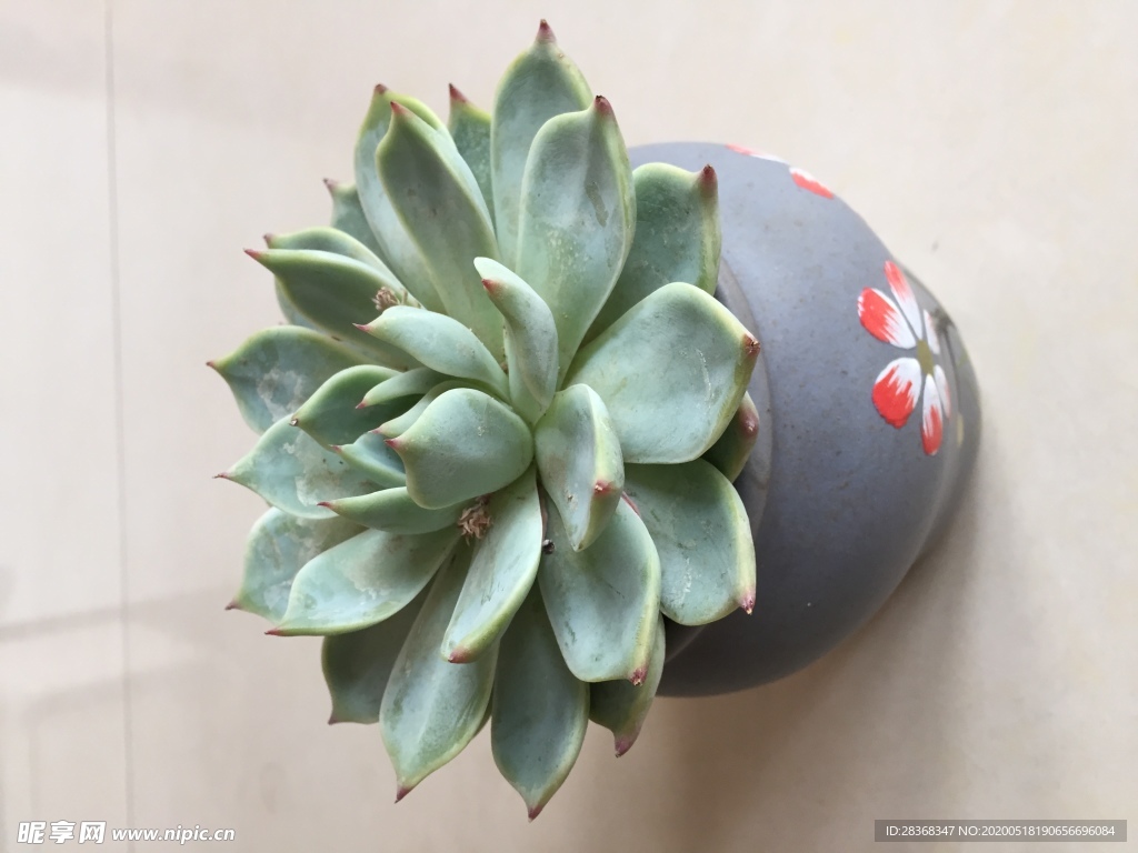 绿色植物