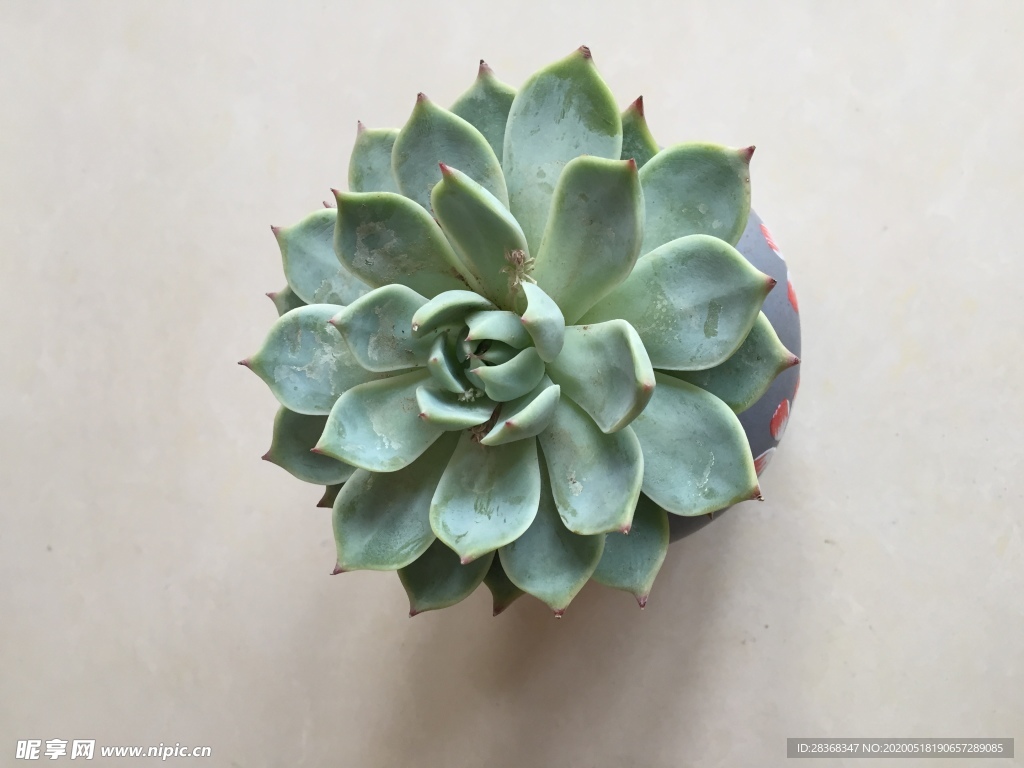绿色植物