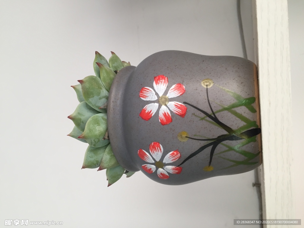 绿色植物
