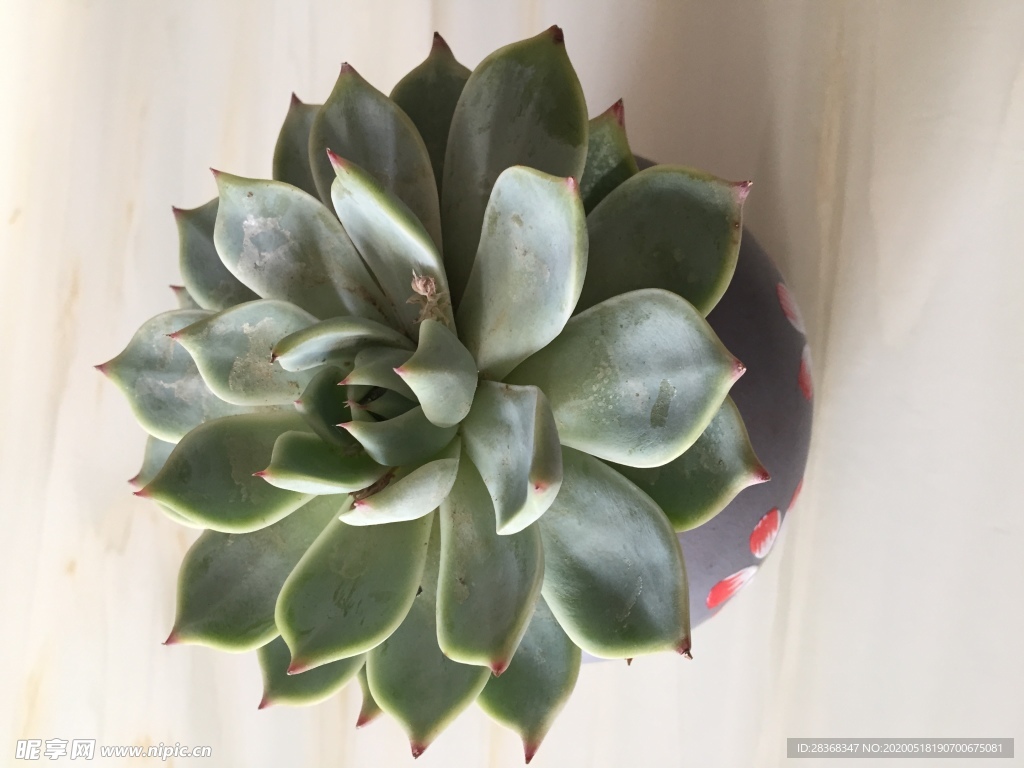 绿色植物
