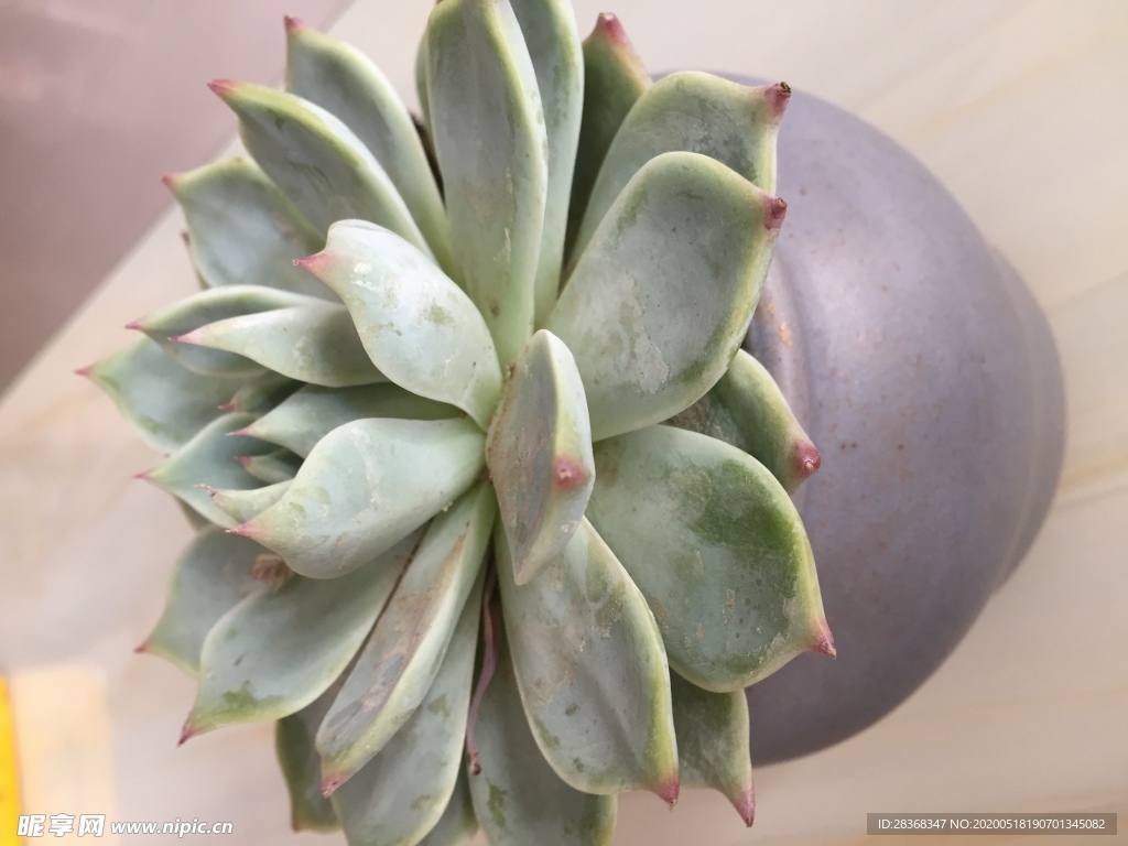 绿色植物