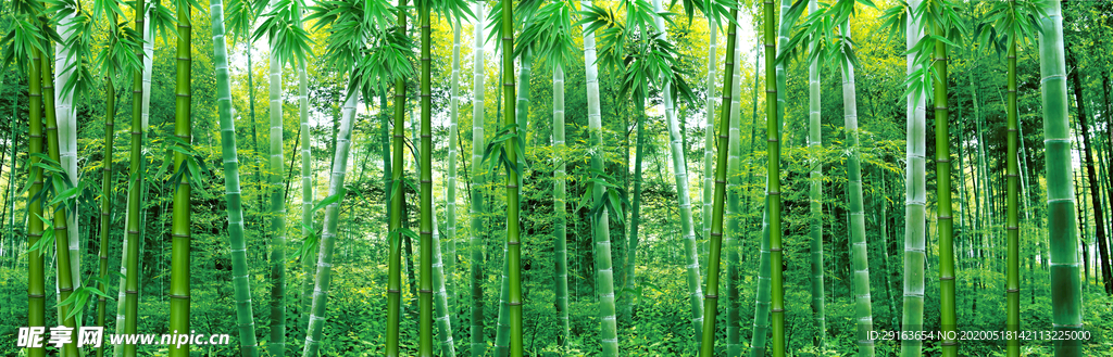 竹林