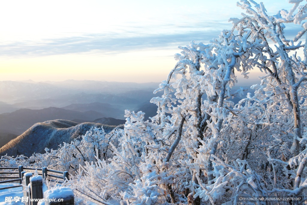 雪景 天空 树