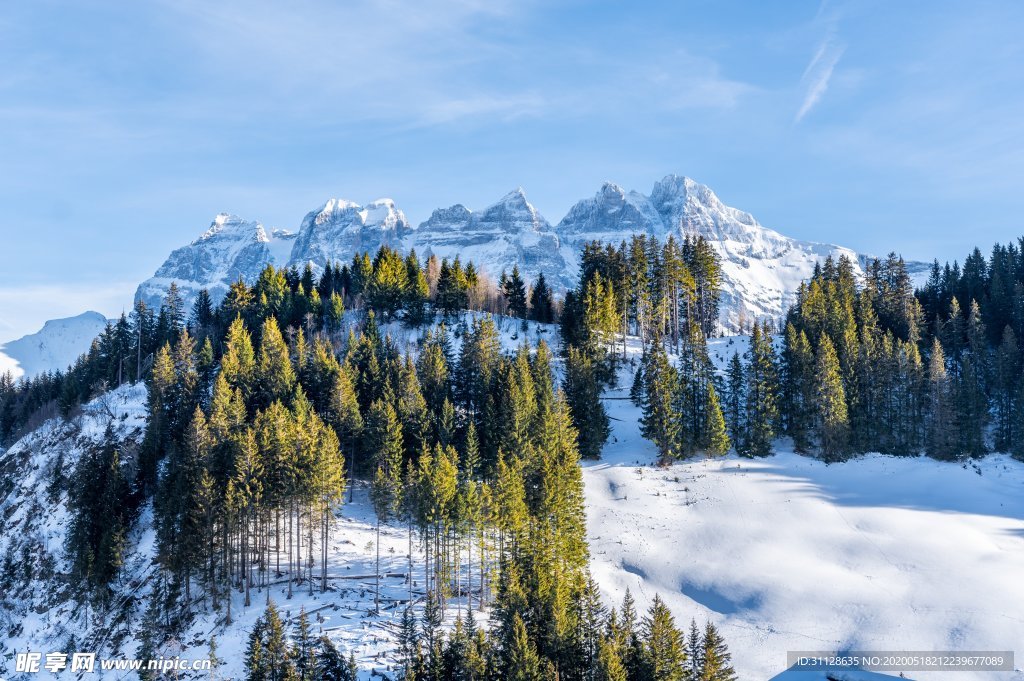 雪山 树林
