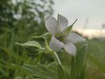 老鹳草