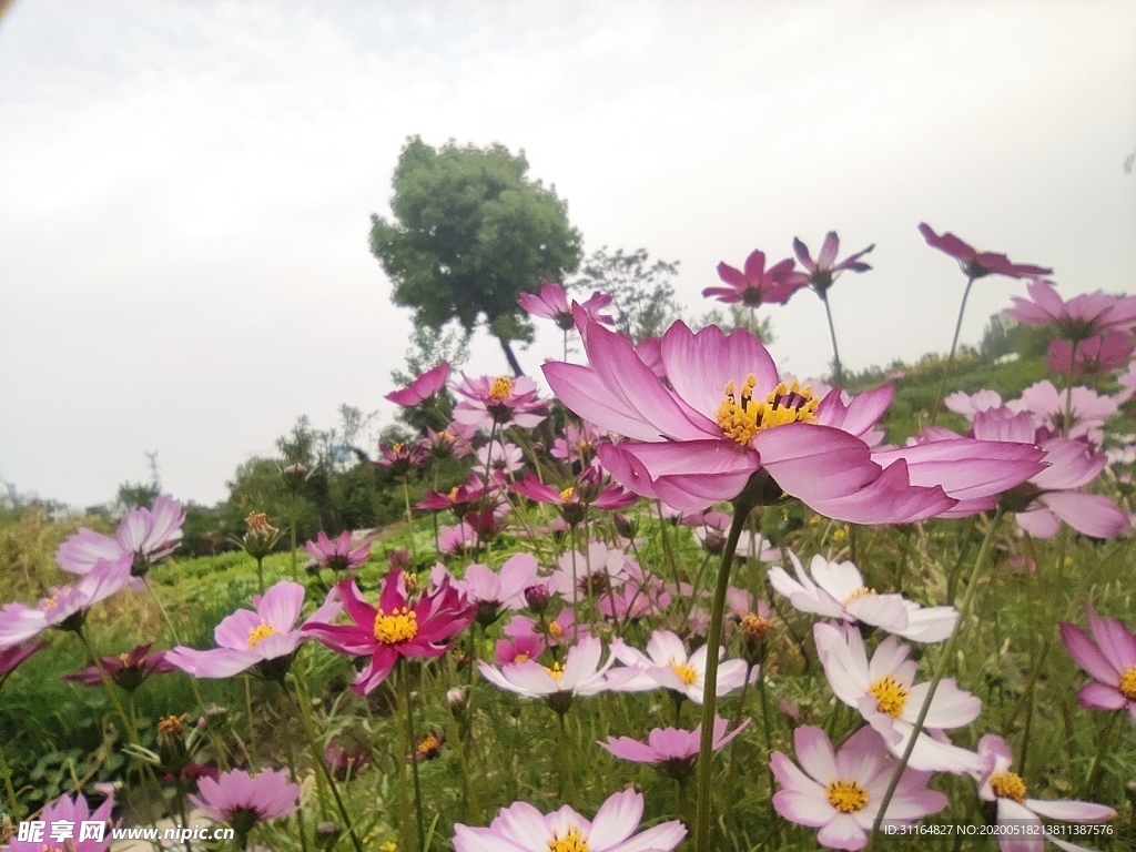 波斯菊