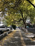 北京 的秋