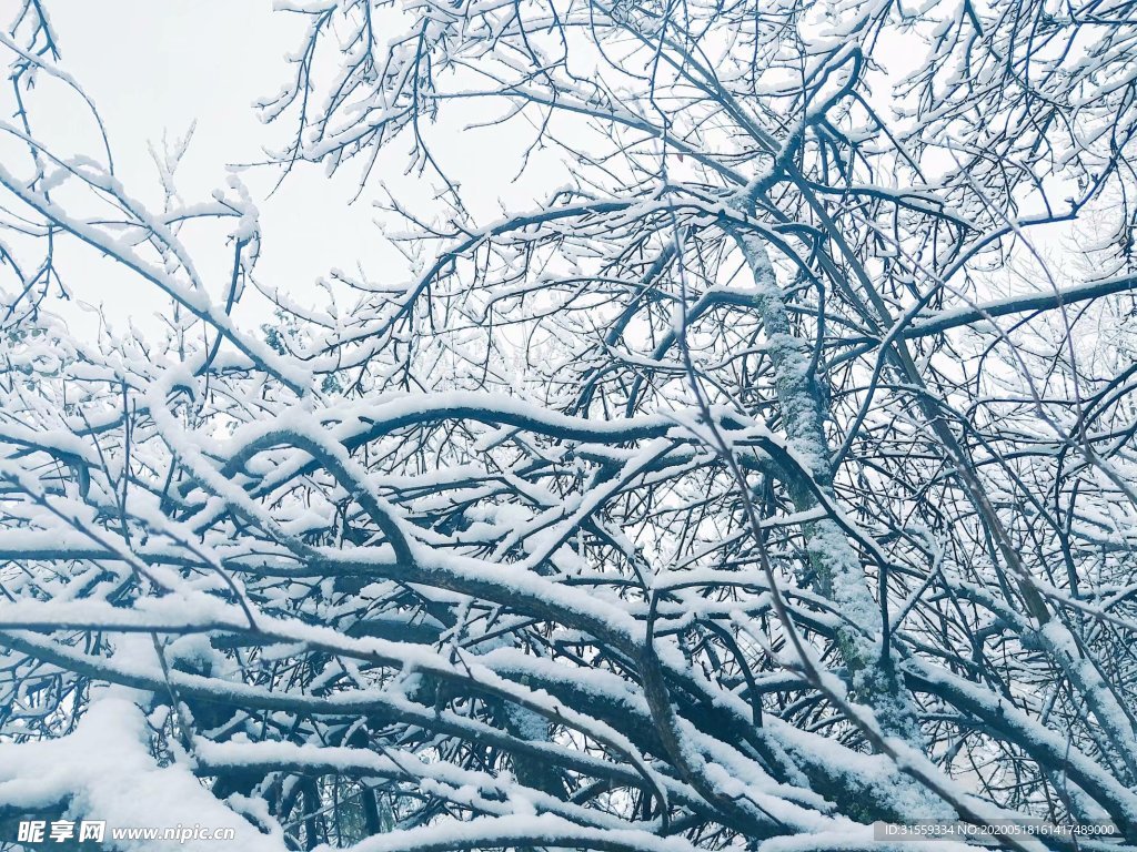 雪下的树