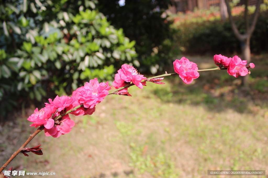 桃花