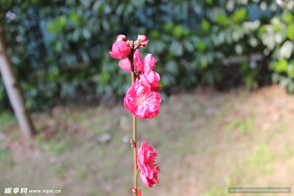 桃花