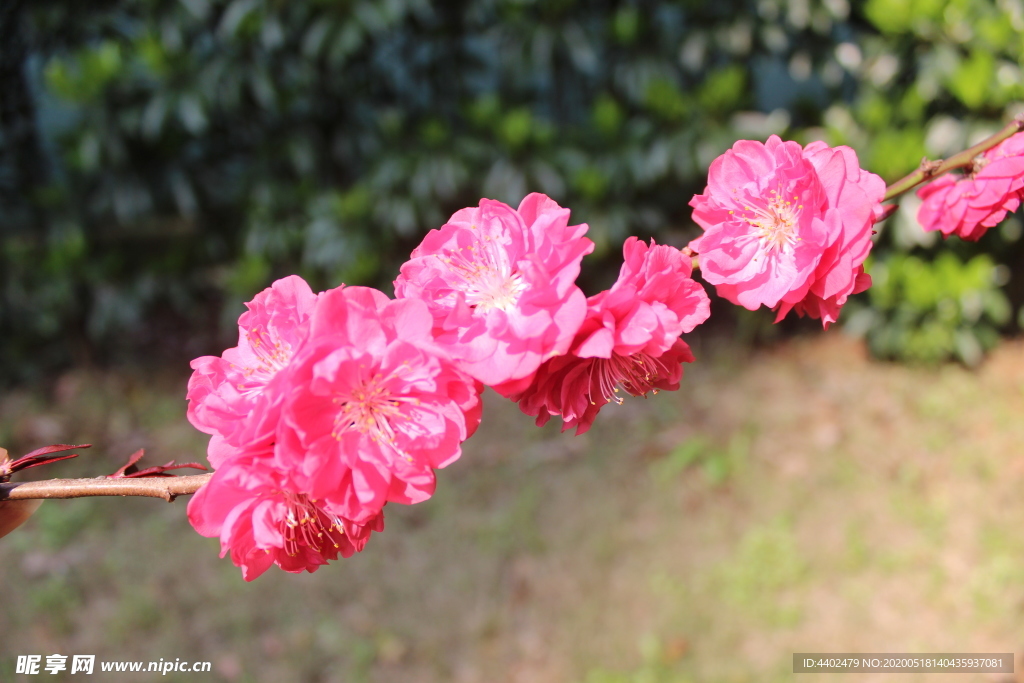 一支桃花