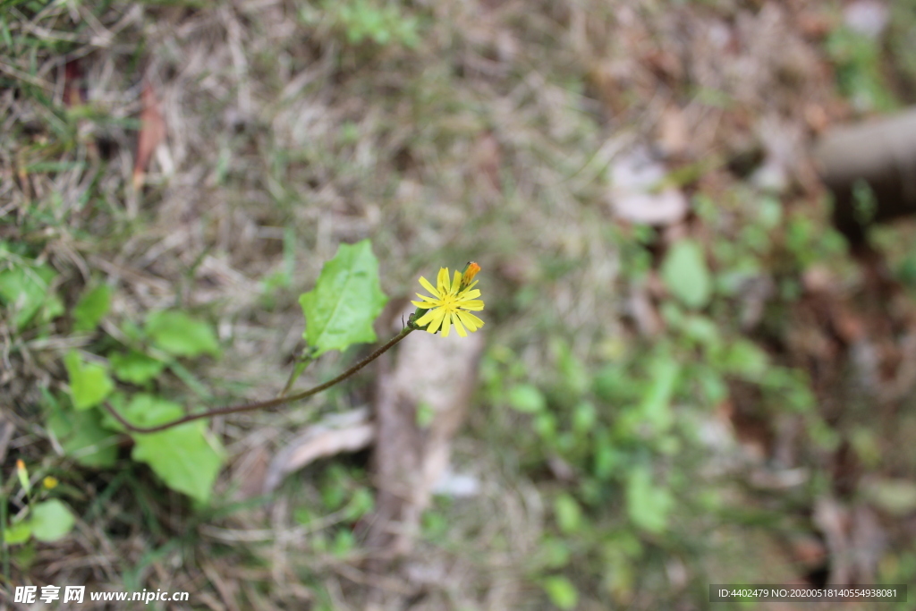 爱真花