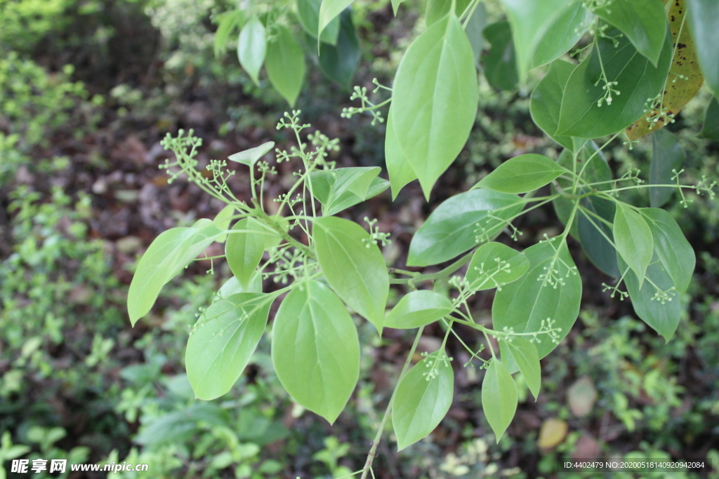 樟树花