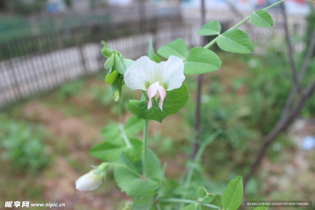 碗豆花