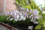紫藤花