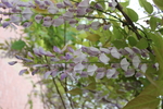 紫藤花
