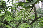 柚子花