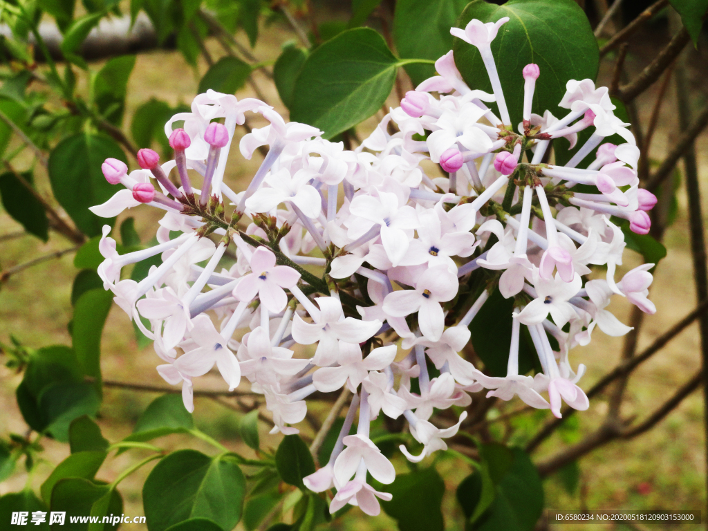 丁香花