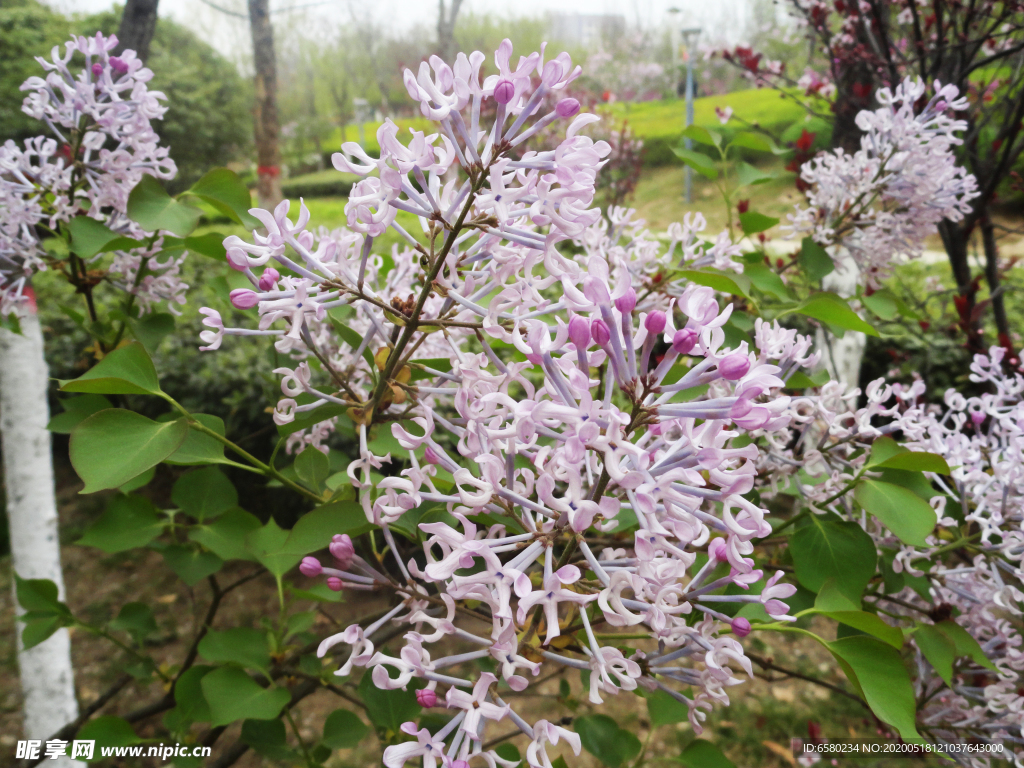 丁香花