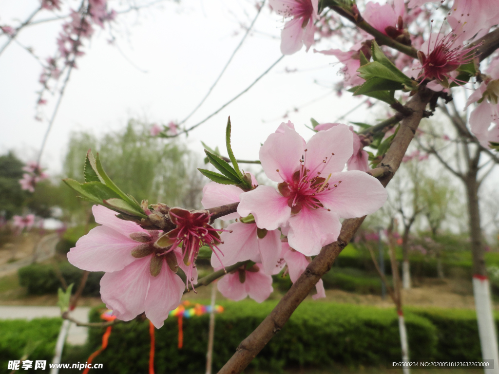 桃花