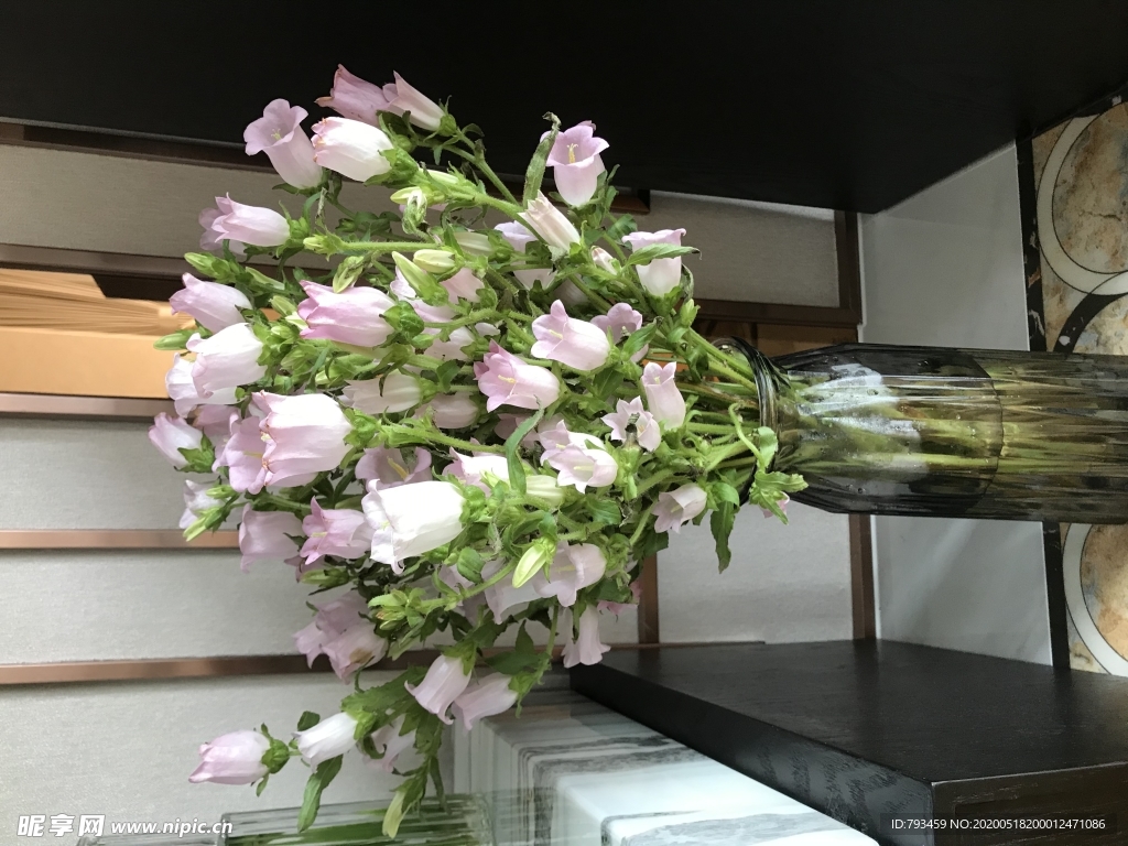 风铃花