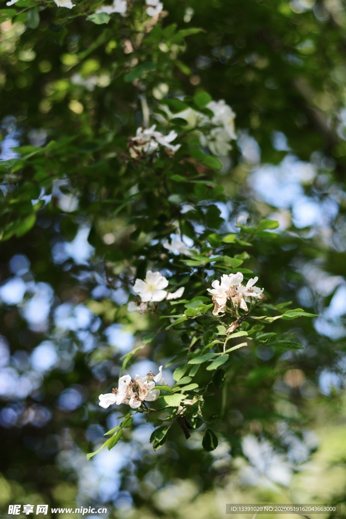 红果子花