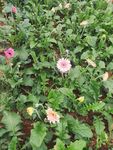 非洲菊