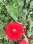 非洲菊