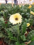 非洲菊