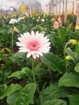 非洲菊