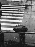 雨